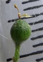  Pistil